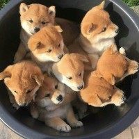 Akita puppies for sale! 